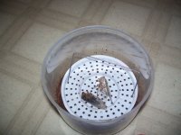 relaxing jar 003.jpg
