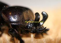 p_truncatus_horns.jpg p_truncatus_horns.jpg