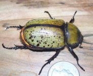 9-13-15 D.tityus002.jpg 9-13-15 D.tityus002.jpg
