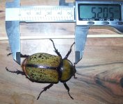 9-13-15 D.tityus001a.jpg