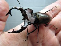 L_elaphus_male.jpg L_elaphus_male.jpg