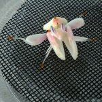 Female Orchid Mantid.JPG Female Orchid Mantid.JPG