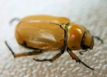 paracotalpa_consobrina.jpg