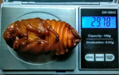 IMG_20160918_013634.jpg