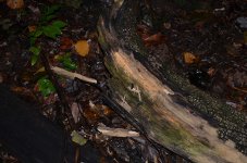 DSC_0007.JPG DSC_0007.JPG