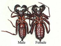 uropygisexing.jpg