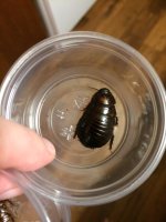 molted.JPG molted.JPG