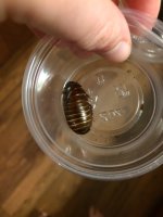 unmolted.JPG unmolted.JPG