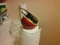 rps20170207_152857_557.jpg rps20170207_152857_557.jpg