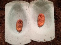 pupae.jpg