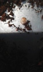 Beetle larvae.jpg