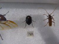 Esuattus difficilis.JPG