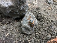 Japan beetle.jpg