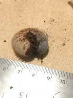 Megasomepunctulatus.jpg