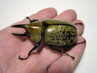 tityus_male_02.jpg