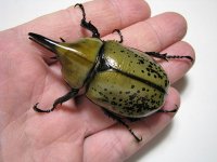 tityus_male_03.jpg