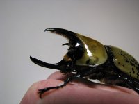 tityus_male_04.jpg