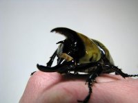 tityus_male_05.jpg
