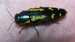 rufipes_2.jpg