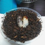Larvae.jpg Larvae.jpg