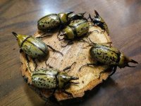 1025182055a-416x312.jpg 1025182055a-416x312.jpg