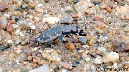 Cicindela chiloleuca Fisher.jpg