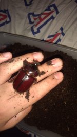 BEETLE.jpg BEETLE.jpg