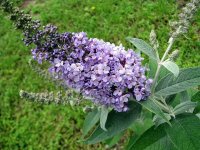Buddleia_01.jpg
