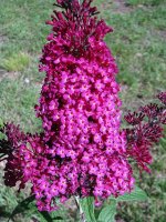 Buddleia_02.jpg
