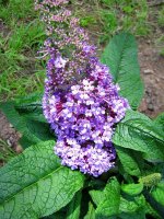 Buddleia_03.jpg