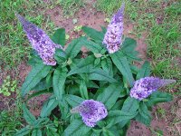 Buddleia_04.jpg
