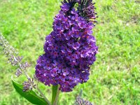 Buddleia_06.jpg