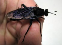 Mydas_clavatus_02.jpg