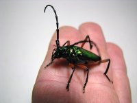 P_suaveolens_female_04.jpg