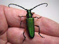 P_suaveolens_female_01.jpg