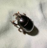 IMG_2315-1.jpeg