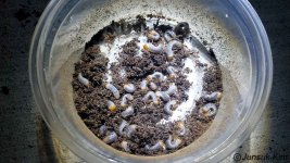 Pelidnota_punctata.jpg