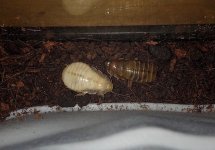 molt.JPG