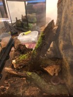 Tall terrarium.jpg Tall terrarium.jpg