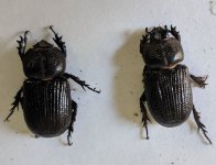 Male and Female Triceratops Beetles No Name.jpg Male and Female Triceratops Beetles No Name.jpg