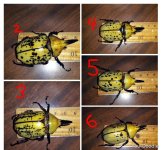 tityus.jpg tityus.jpg