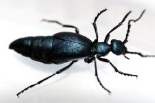 Meloe-violaceus-web.jpg