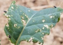 flea beetles - P cruciferae and P striolata.jpg
