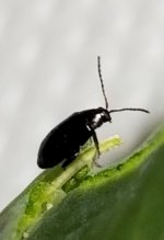 Flea beetle - P cruciferae.jpg Flea beetle - P cruciferae.jpg