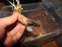 Elvfullo8carrot.jpg