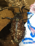beetle 1.jpg.png