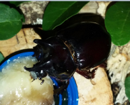 beetle.png
