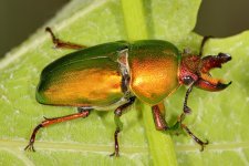Rainbow beetle.jpg
