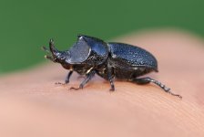 Rugose Stag Beetle.jpeg