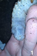 grub1.jpg